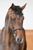 Bandaroen vd Holsteinerhoeve Z