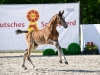Arezzano F