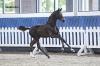 V.I.P. Texel
