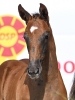 Zacco´s Kannan