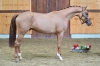 Prudence Gold R.T. Z	