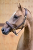 Prudence Gold R.T. Z	