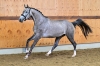 Talounet s Z	