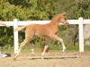 Herzchen