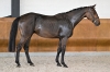 Chin Chin vd Holsteinerhoeve Z	