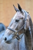 Warmond van 't Merelsnest