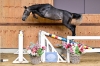 Warmond van 't Merelsnest
