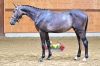 Warmond van 't Merelsnest