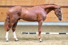 Winsor Prinseveld DSC