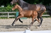 Diamant Rock QC Z