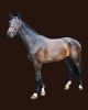 Tabajo Cornet’s Fernandez
