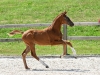 Fantastic Boy
