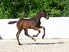Silvestre