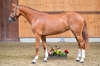 Anubis Vd Withoeve Z