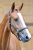 Anubis Vd Withoeve Z