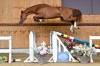 Anubis Vd Withoeve Z