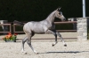 Candy van de Annahoeve Z