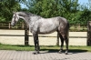Baloubet Olympic	