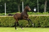 Van Halen van de Danchastables