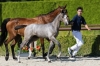 Candy van de Annahoeve Z