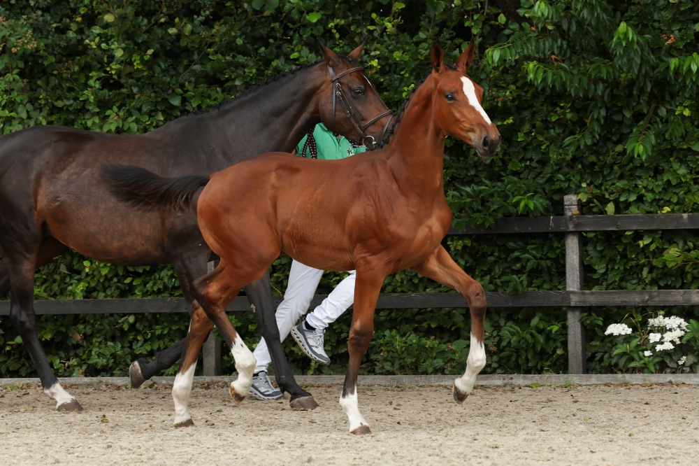 Dinann Van Special V Z	