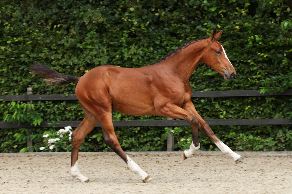 Dinann Van Special V Z	