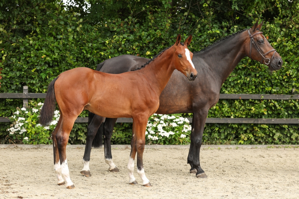 Dinann Van Special V Z	