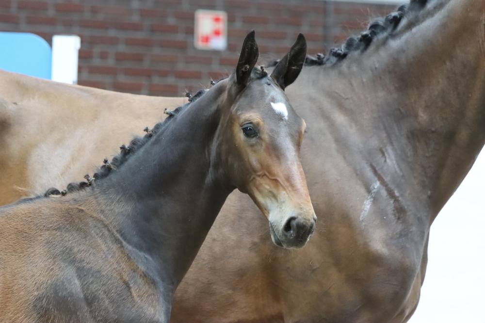 25. Vuberlina Paulina