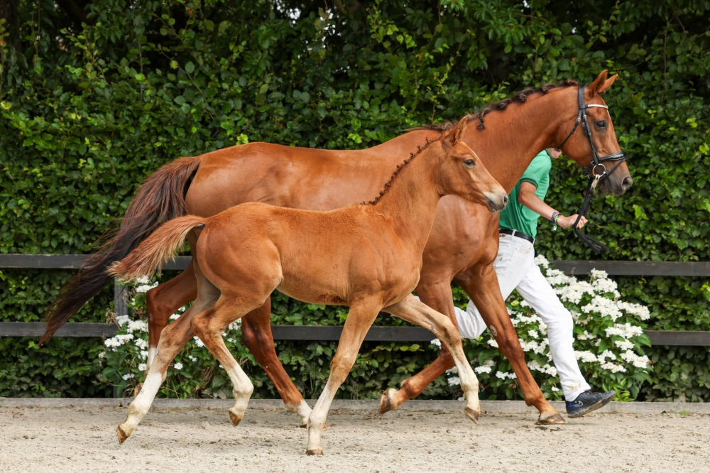 Van Paas