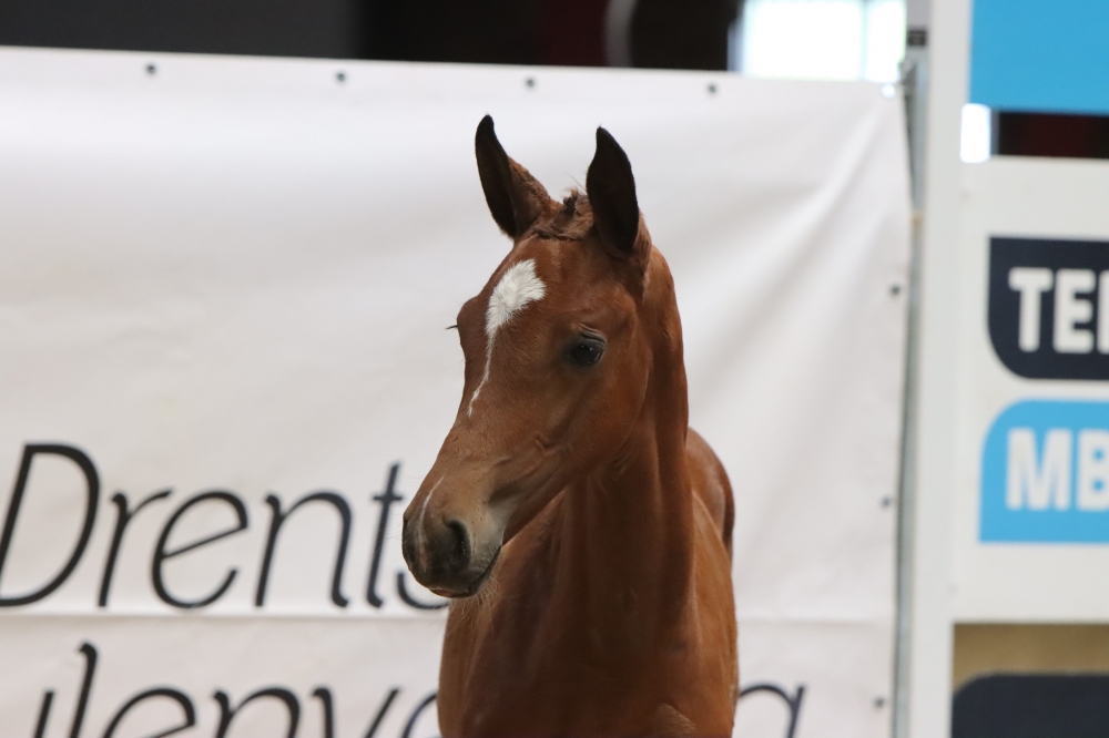 40. Velena L