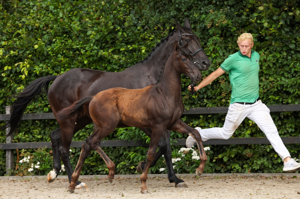 Vitalis	