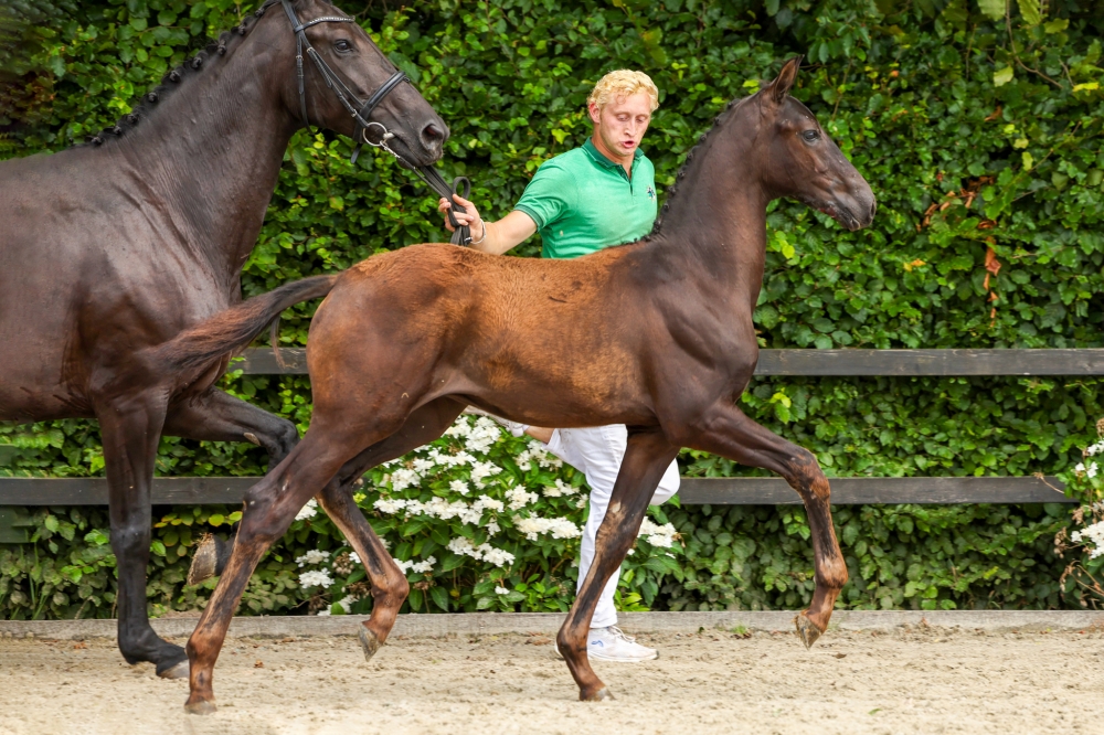 Vitalis	