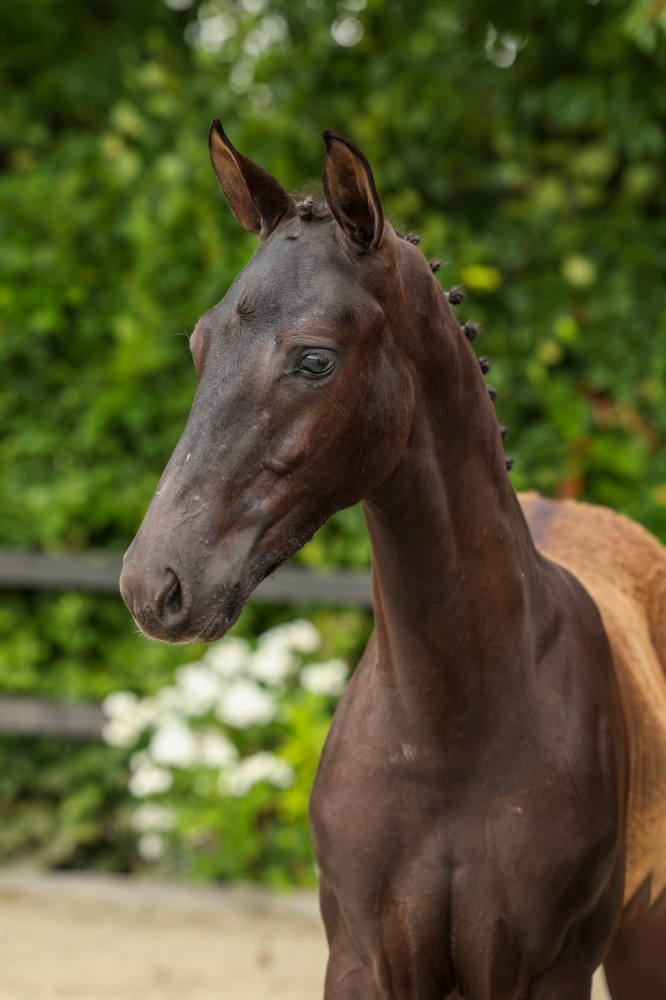 Vitalis	