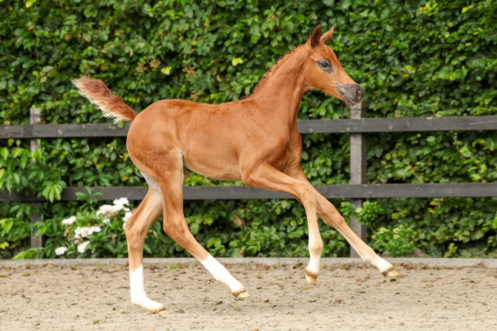 Vanille Rose Bsw	