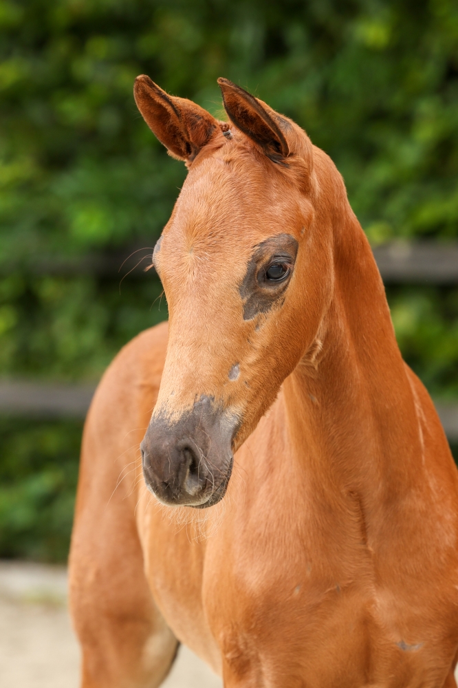 Vanille Rose Bsw	