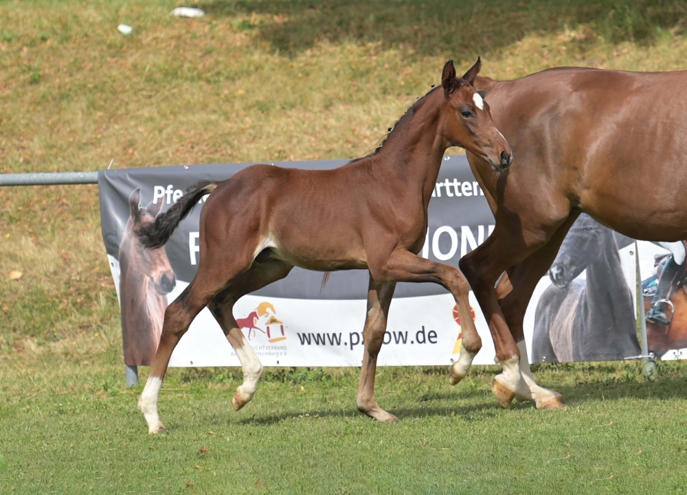Diamantenprinz K
