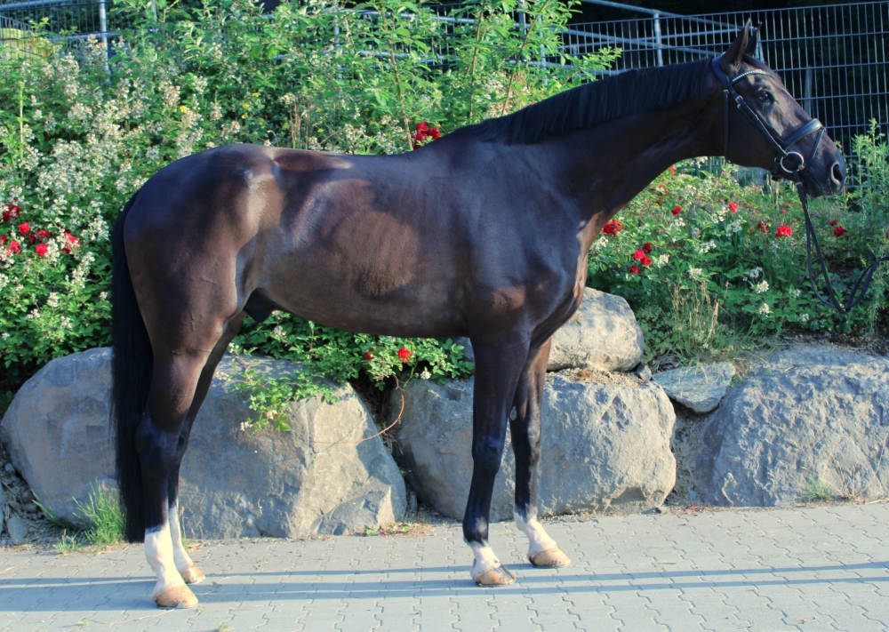Fidertanz x Romanov BH