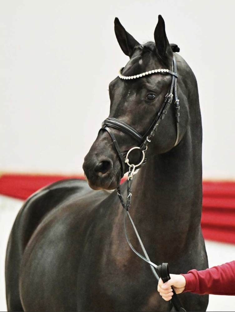 Lauries Schuventa