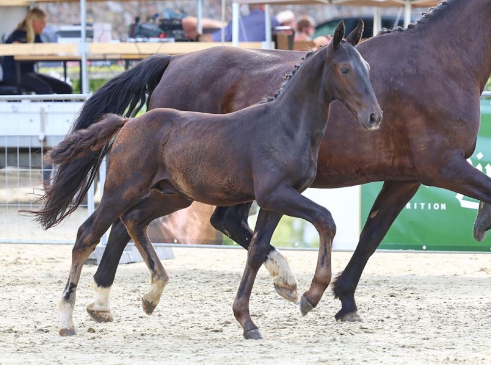 HF v. Elbgraf x Elbling