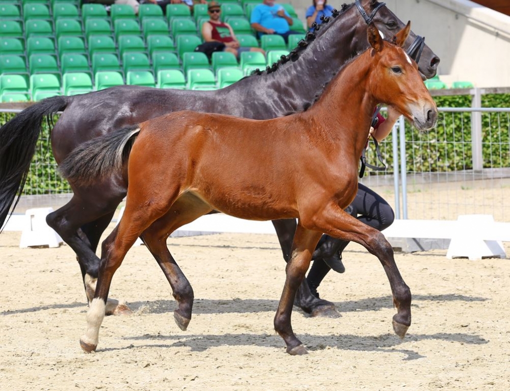 SF v. Lord Brown I x Elbling