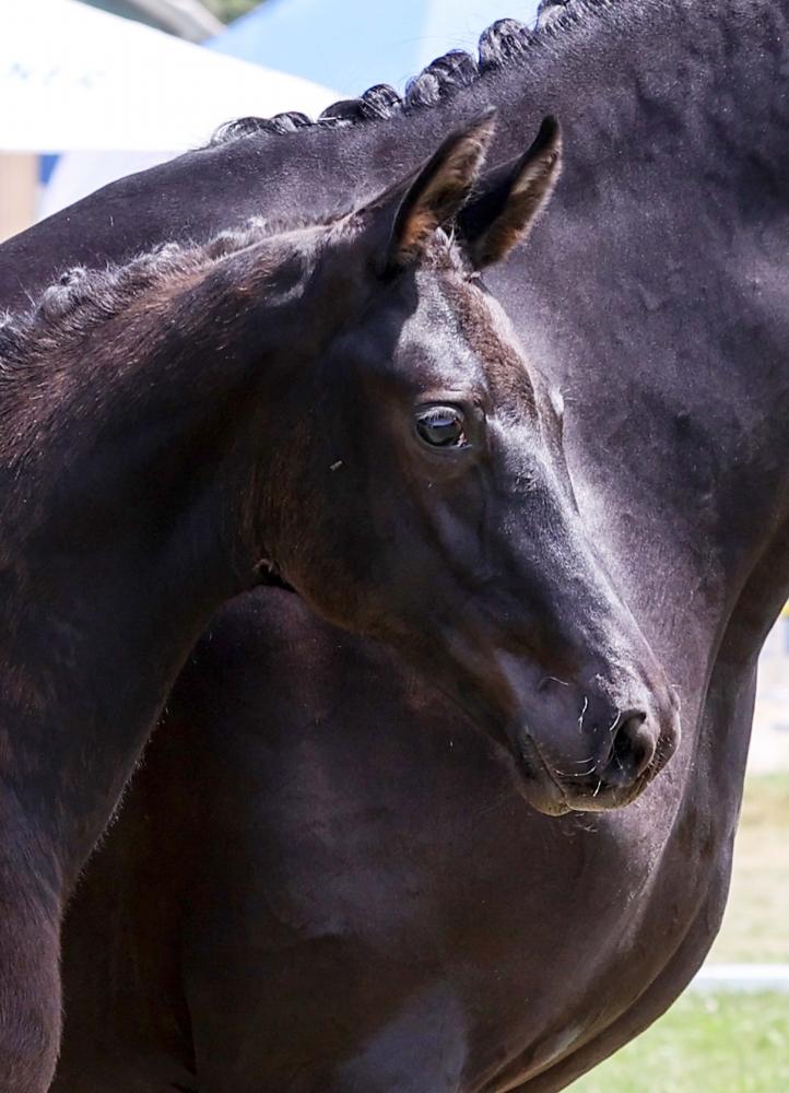 Serious Black
