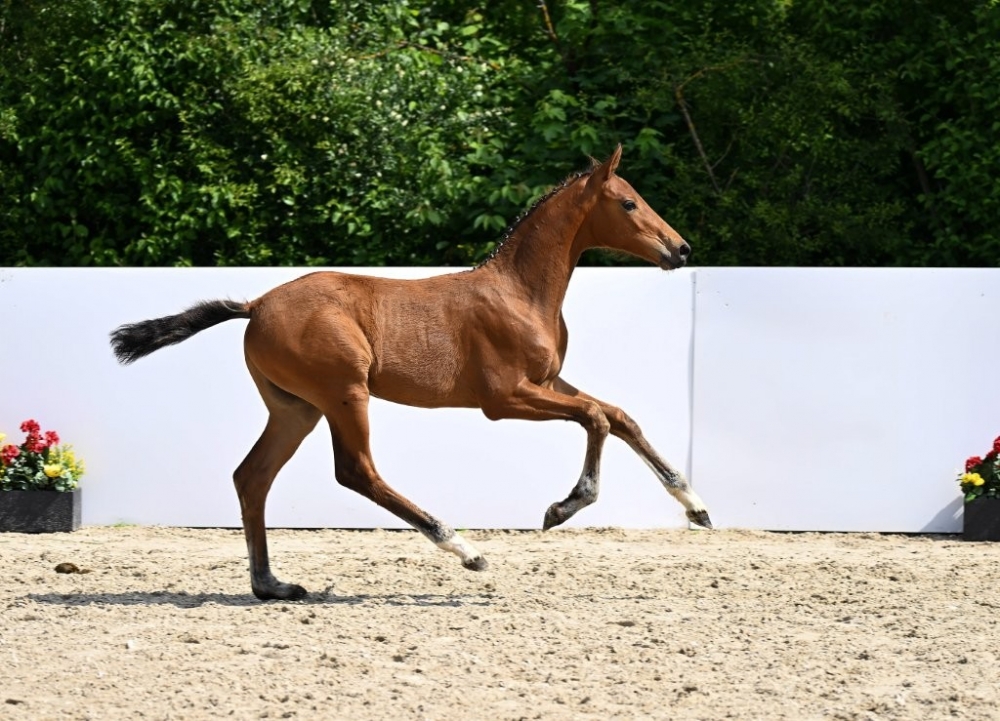 Verdi