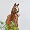 Balou's Clou PS	
