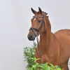 Carleone PS	x