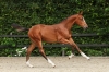 Dinann Van Special V Z	