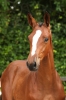 Dinann Van Special V Z	