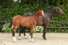 Dinann Van Special V Z	