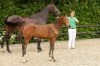 Volbeattaire Van 'T Oosterzand