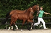 Hinch Z	