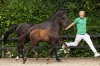 Vitalis	